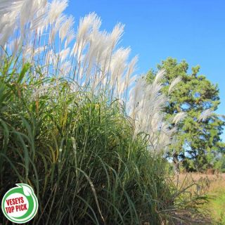Giant Miscanthus Grass Thumbnail